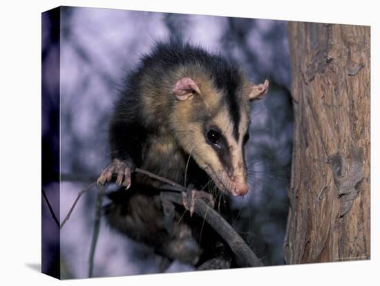 Opossum, Huara, Lima-Andres Morya-Premier Image Canvas