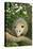 Opossum in Tree-DLILLC-Premier Image Canvas