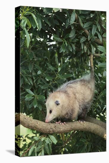 Opossum in Tree-DLILLC-Premier Image Canvas