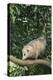 Opossum in Tree-DLILLC-Premier Image Canvas