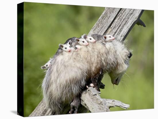 Opossum Mother and Babies, in Captivity, Sandstone, Minnesota, USA-James Hager-Premier Image Canvas