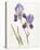 Opulent Irises-Hazel Soan-Stretched Canvas