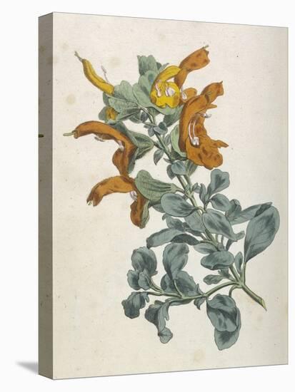 Or Salvia Aurea Golden Sage or Sandsalie-William Curtis-Stretched Canvas