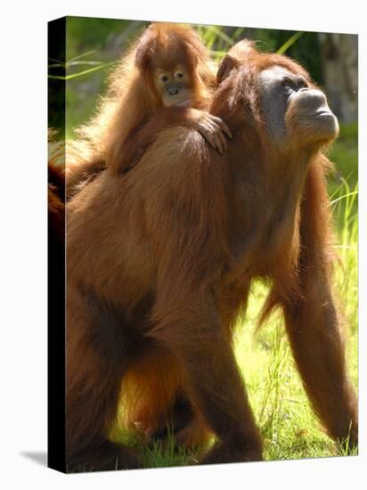 Orang Utan Female with Her Baby on Her Back. Captive, Iucn Red List of Endangered Species-Eric Baccega-Premier Image Canvas