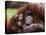 Orang-Utan Mother and Baby, April 1991-null-Premier Image Canvas