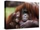 Orang-Utan Mother and Baby, April 1991-null-Premier Image Canvas