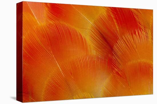 Orange and Red Breast Feathers of the Camelot Macaw-Darrell Gulin-Premier Image Canvas