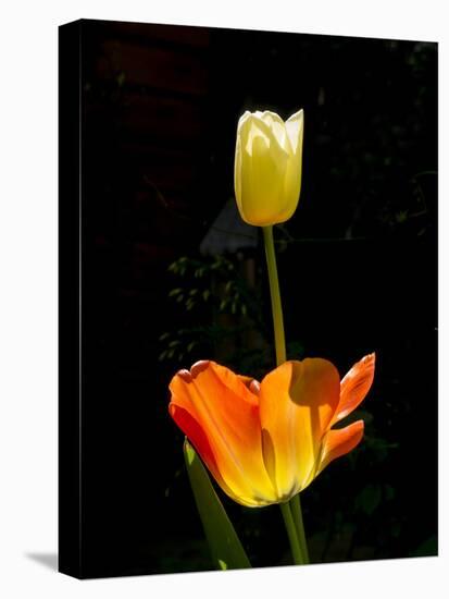 Orange And White Tulips-Charles Bowman-Premier Image Canvas