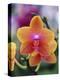 Orange and Yellow Orchid-Darrell Gulin-Premier Image Canvas