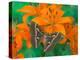 Orange Asiatic Lily and Silk Moth Samia Cynthia, Sammamish, Washington, USA-Darrell Gulin-Premier Image Canvas