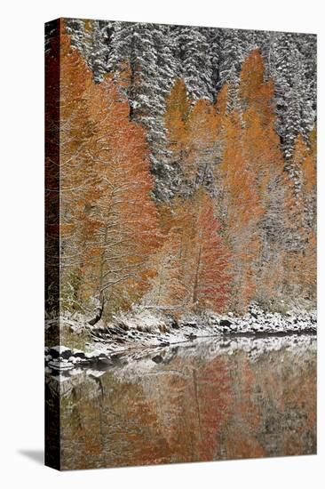 Orange Aspens in the Fall Among Evergreens Covered with Snow at a Lake-James Hager-Premier Image Canvas
