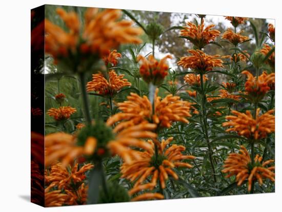 Orange Blooms-Nicole Katano-Stretched Canvas