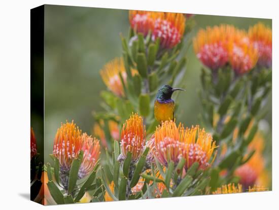 Orange-Breasted Sunbird, Anthobaphes Violacea, Kirstenbosch Botanical Garden, Cape Town-Steve & Ann Toon-Premier Image Canvas