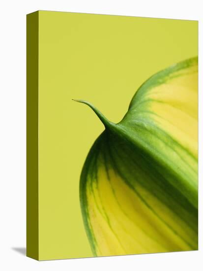Orange Calla lily-Clive Nichols-Premier Image Canvas