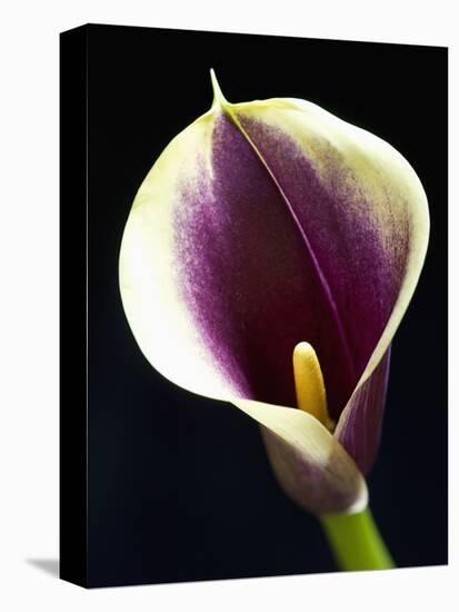 Orange Calla lily-Clive Nichols-Premier Image Canvas