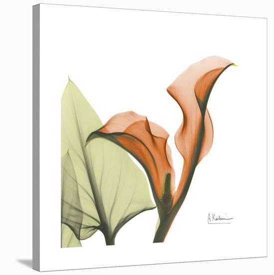 Orange Calla-Albert Koetsier-Stretched Canvas