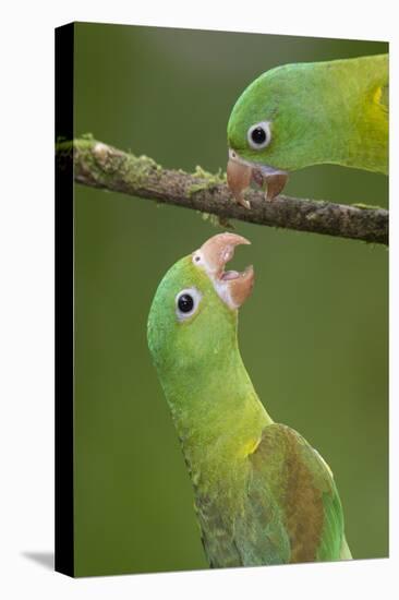 Orange-Chinned Parakeets (Brotogeris Jugularis) Interacting, Northern Costa Rica, Central America-Suzi Eszterhas-Premier Image Canvas