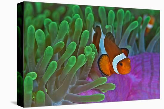 Orange Clownfish on Magnificent Anemone-Howard Chew-Premier Image Canvas