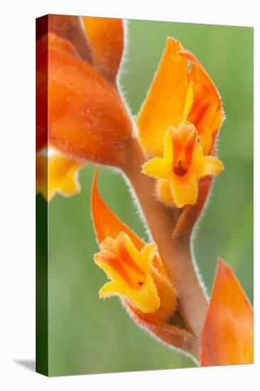 orange colored dichromanthus orchid in flower, mexico-claudio contreras-Premier Image Canvas