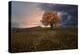 Orange colored oak in a field with a stormy cloudy sky and sunset light filtering on the side-Francesco Fanti-Premier Image Canvas