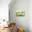 Orange coneflower-Edwin Giesbers-Premier Image Canvas displayed on a wall