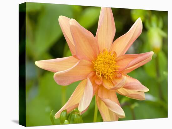 Orange Dahlia, England-Paul Thompson-Premier Image Canvas