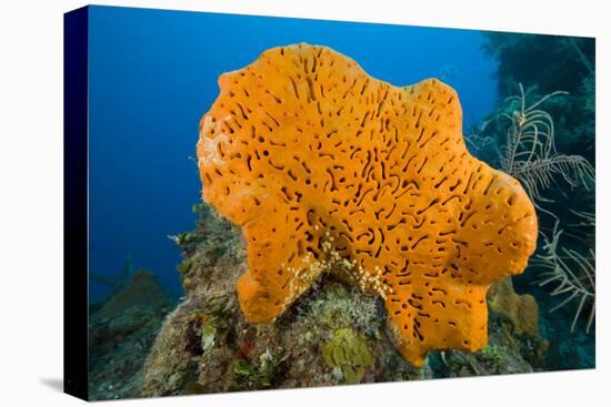 Orange Elephant Ear Sponge (Agelas Clathrodes) Santa Lucia-Franco Banfi-Premier Image Canvas