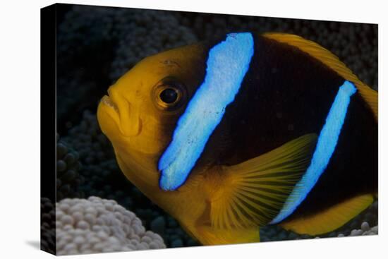 Orange-Fin Anenomefish in its Host Anenome, Fiji-Stocktrek Images-Premier Image Canvas