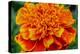 Orange Flower Close-up-null-Stretched Canvas