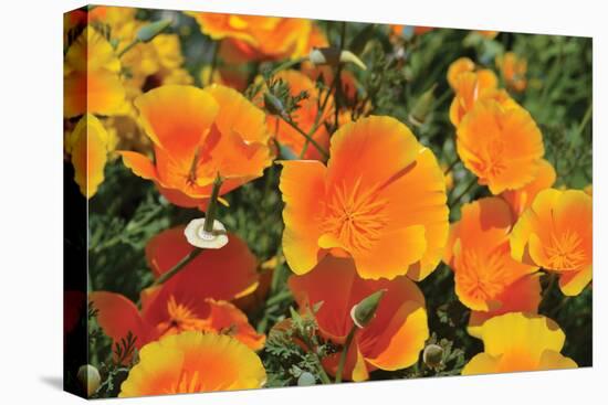 Orange Flowers-Brian Moore-Premier Image Canvas