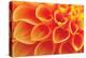 Orange Funnel Dahlia-Dana Styber-Premier Image Canvas