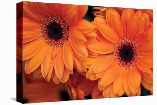 Orange Gerbera Daisies-Erin Berzel-Premier Image Canvas