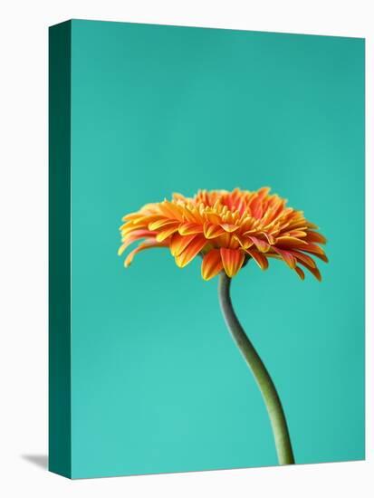 Orange Gerbera Daisy-Clive Nichols-Premier Image Canvas