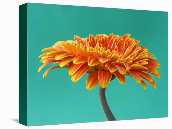 Orange Gerbera Daisy-Clive Nichols-Premier Image Canvas