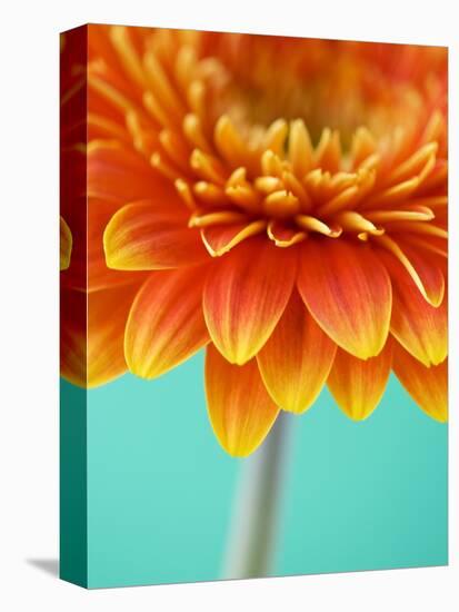 Orange Gerbera Daisy-Clive Nichols-Premier Image Canvas