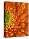 Orange Gerbera Daisy-Clive Nichols-Premier Image Canvas