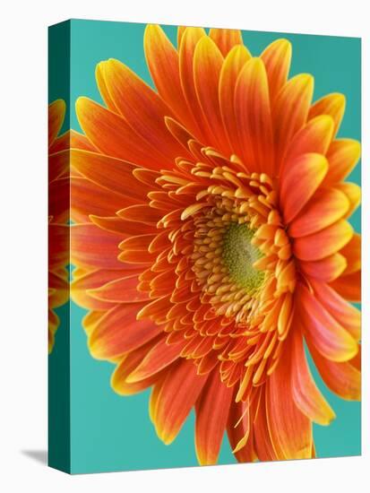 Orange Gerbera Daisy-Clive Nichols-Premier Image Canvas