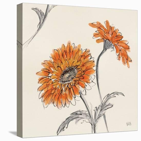 Orange Gerbera II-Chris Paschke-Stretched Canvas