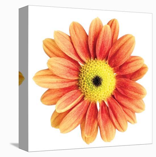 Orange Gerbera-Christine Zalewski-Stretched Canvas