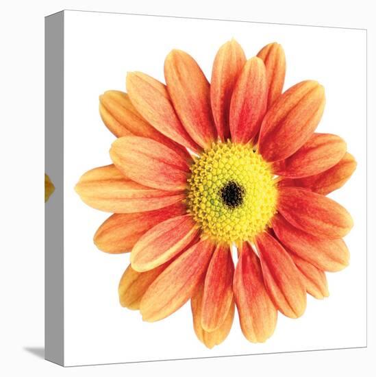 Orange Gerbera-Christine Zalewski-Stretched Canvas