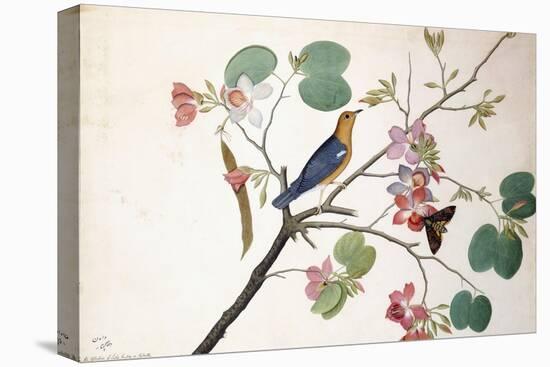 Orange-Headed Ground Thrush, 1778-Zayn al-Din-Premier Image Canvas