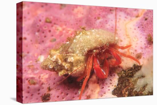 Orange Hermit Crab, Saint Lazerius Island, Alaska, USA-Stuart Westmorland-Premier Image Canvas