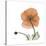 Orange Iceland Poppy-Albert Koetsier-Stretched Canvas