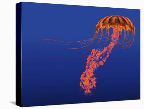Orange Jellyfish Illustration-Stocktrek Images-Stretched Canvas