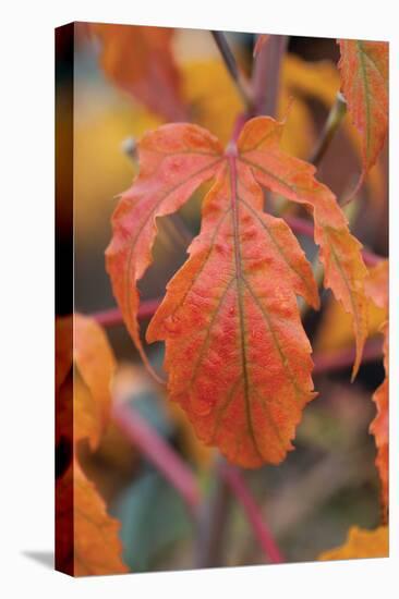 Orange Leaves I-Erin Berzel-Premier Image Canvas