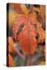 Orange Leaves I-Erin Berzel-Premier Image Canvas