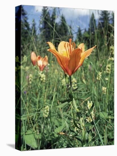 Orange Lilies-Paul Davies-Premier Image Canvas