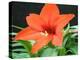 Orange Lilly II-Herb Dickinson-Premier Image Canvas