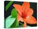 Orange Lilly-Herb Dickinson-Premier Image Canvas