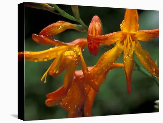 Orange Lily Flowers, Vulcano Baru, Parque National de Amistad, Chiriqui Province, Panama-Christian Ziegler-Premier Image Canvas